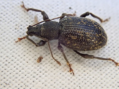 Otiorhynchus aurifer