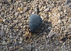 Eusattus reticulatus