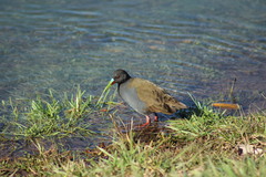 Pardirallus sanguinolentus