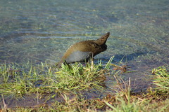 Pardirallus sanguinolentus