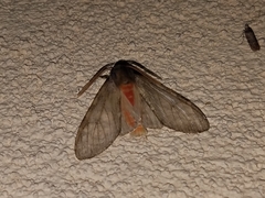 Pseudohemihyalea labecula