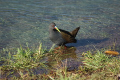 Pardirallus sanguinolentus