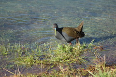 Pardirallus sanguinolentus