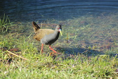 Pardirallus sanguinolentus