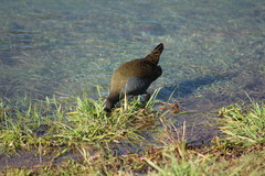 Pardirallus sanguinolentus