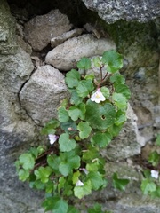 Cymbalaria muralis
