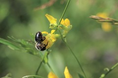 Megachile nigriventris