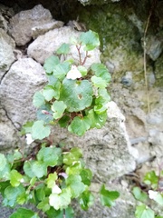 Cymbalaria muralis