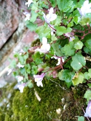 Cymbalaria muralis