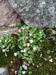 Cymbalaria muralis