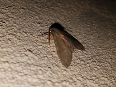 Pseudohemihyalea labecula