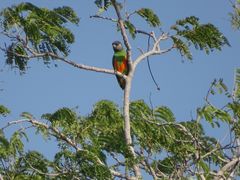 Poicephalus senegalus