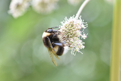 Bombus cryptarum