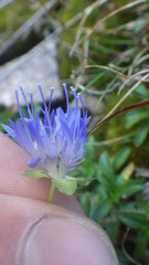 Jasione laevis