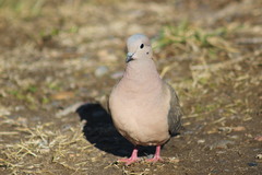 Zenaida auriculata