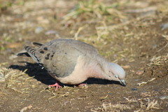 Zenaida auriculata