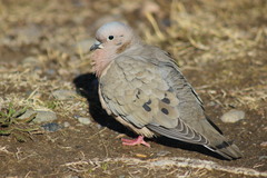 Zenaida auriculata