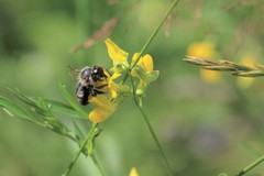 Megachile nigriventris