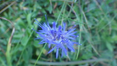 Jasione laevis