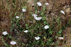 Calystegia malacophylla