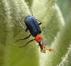Collops bipunctatus