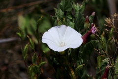 Calystegia malacophylla