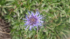 Jasione laevis