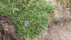 Jasione laevis