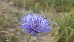 Jasione laevis