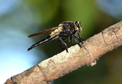 Promachus painteri