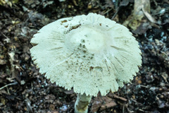 Amanita pelioma