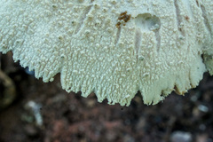 Amanita pelioma
