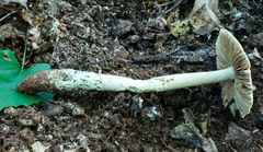 Amanita pelioma