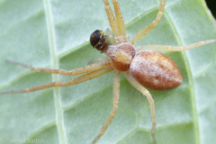 Philodromus rufus pacificus