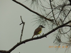 Pitangus sulphuratus