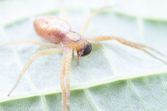 Philodromus rufus pacificus