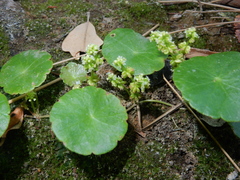 Hydrocotyle verticillata - Photo (c) Bob O'Kennon, algunos derechos reservados (CC BY-NC), subido por Bob O'Kennon
