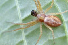 Philodromus rufus pacificus
