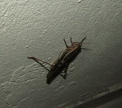 Schistocerca cancellata