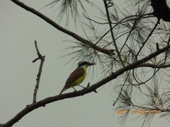 Pitangus sulphuratus