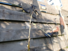 Chalcolestes viridis