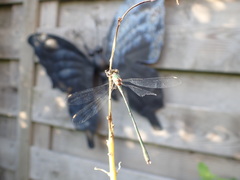 Chalcolestes viridis