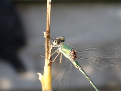 Chalcolestes viridis