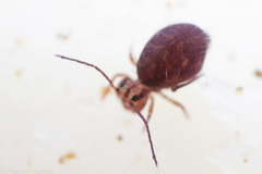 Ptenothrix palmata
