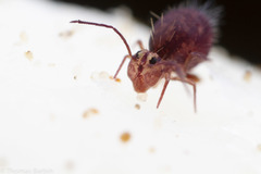 Ptenothrix palmata