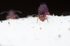 Ptenothrix palmata