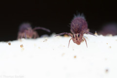 Ptenothrix palmata