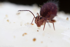 Ptenothrix palmata