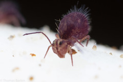 Ptenothrix palmata
