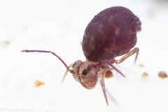 Ptenothrix palmata